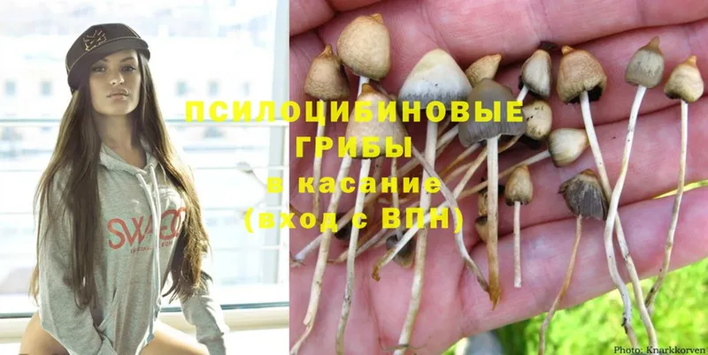 Псилоцибиновые грибы Psilocybe  как найти наркотики  Ипатово 